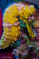 Yellow seahorse / at about 30 feet / Nikon d7000 / Ikelite housing / Inon strobe / Light in motion focus light.
Image shot raw and edited in Lightroom: White Balance and exposure only.