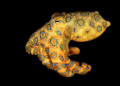 Free-swimming BRO, Lembeh