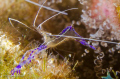 Pederson Shrimp. Nikon d7000, 60mm macro lens, Ikelite housing, Inon strobe and light in motion focus light.
