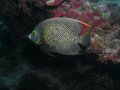 French Anglefish taken August 3, 2011, at Molasses Reef off of Key Largo, Florida