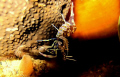 crab