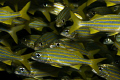 shot in bonaire
canon 40d with 60mm macro lens