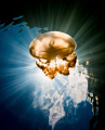 Brilliant Jellyfish