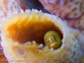 eel in tube sponge. Olympus Pen, Olympus housing, inon strobe, light in motion focus light.
