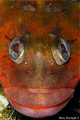 Territorial male of the species Labrisomus nuchipinnis. He fights against all invaders of its territory.