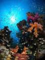 Coral gardens @ Jackfish alley