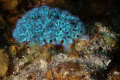 Lettuce Sea Slug