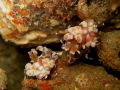 My first pair of Harlequin Shrimps! Took awhile for them to get together for this shot!