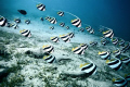 just some fish, 12msw, canon 5D, canon 17-40mm at 17mm, no strobes