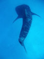 Whale Shark