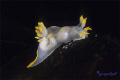 A Polycera over the algae, dressed with her delicated transparencies.