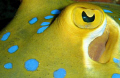 blue spotted sting ray