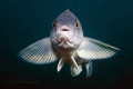 Who are ... You? 
(arabesque greenling)