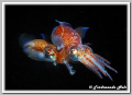 Coupling of small cuttlefishs (Sepiola sp.).