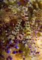 Coleman Shrimp, Anilao Phillippine