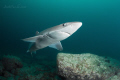 Curious shark 2 (spiny dogfish)