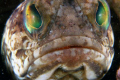 I suspect that I'll never find one of these guys with eggs in his mouth.  In the mean time, I'll practice.