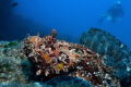 Spotted scorpionfish. Nice piece about 40 cm