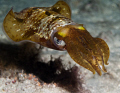 Caught my reflection in the eye of  this squid that hung around on a night dive at Flower Gardens, Riviera Beach, Florida