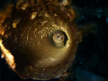 Moray Eel