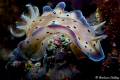 Chromodoris on the move