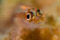 Goby portrait
