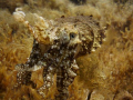 CuttleFish