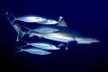 Shark Entourage. Not sure what the deal is here, I guess the fish feel safe as long as they can see the shark, and the best way to keep it in their vision is to stick with it.