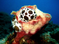 snail Dalmatian