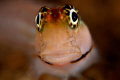 Blenny, pretty close