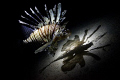 Lionfish and it's shaddow.