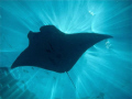 Manta