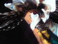 Invasive Lion Fish