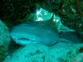 Resting nurseshark