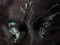 Lion Fish