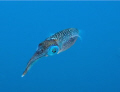 Squid