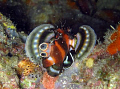 Two-Eyed Lion Fish
