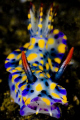 Nudibranch
