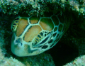 resting Turtle