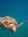 I made a new friend off the coast of Placencia, Belize.