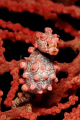 A pregnant Bargibanti Pygmy Seahorse ...
