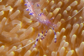 Super-closeup of Sarasvati Anemone Shrimp (Periclimenes Sarasvati). The image shows excellent detail: the internal organs, the hairs in the legs, the texture of the antennae. Angel Reef, Moyo Island, Indonesia
