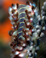 Who knew a Fire Worm could be so pretty?!