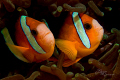 Two Anemone Fish