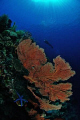 reefscape