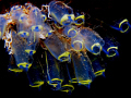 Tunacates