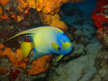 Angel fish in Cozumel