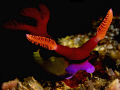 First time in the Philippines, greated by my favourite nudi,  Nembrotha :)