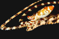 Long Arm Octopus , running away from photographer ... So fast, so lucky enough to get the focus on eye ..