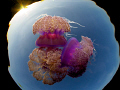 Jelly Pack